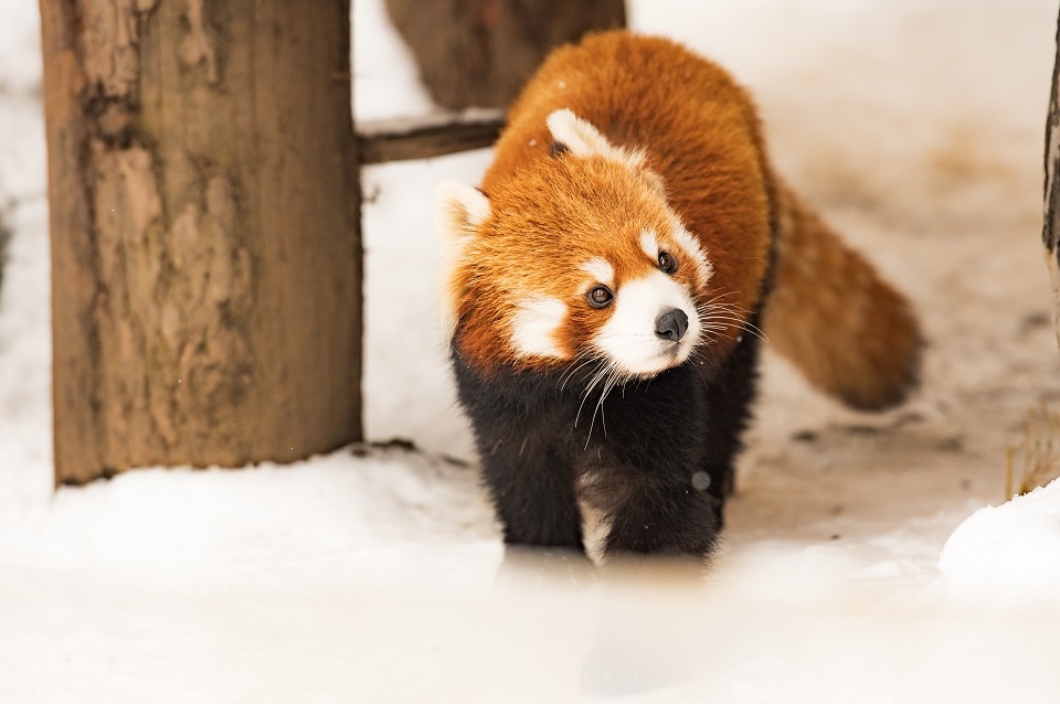 カナルボート、レッサーパンダ カナルボート、レッサーパンダ