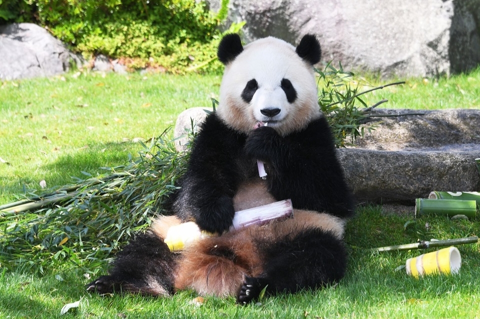 Jalで行く アドベンチャーワールド1日入園券付 滞在中 夕朝食付 5つ星の宿 白良荘グランドホテル に滞在 南紀白浜 4日間 His東京発