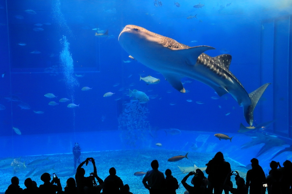 沖縄美ら海水族館（イメージ）