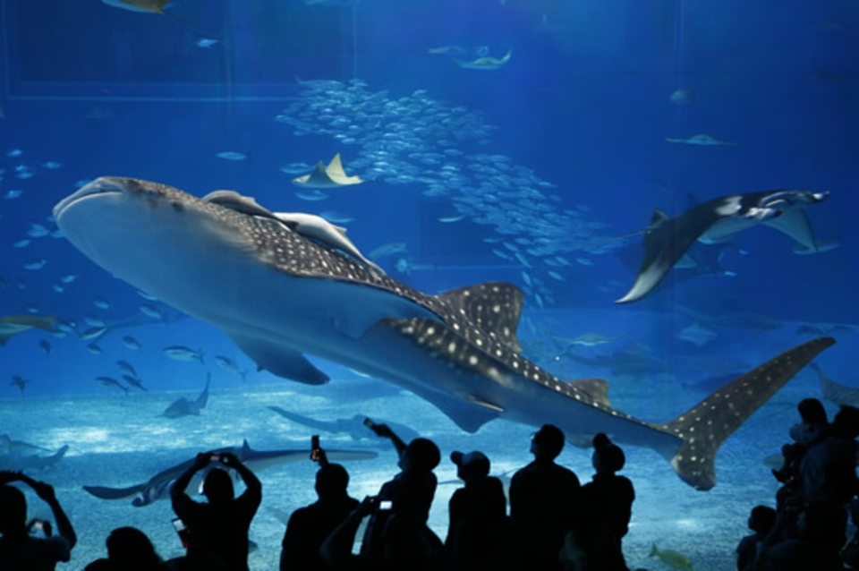 沖縄美ら海水族館