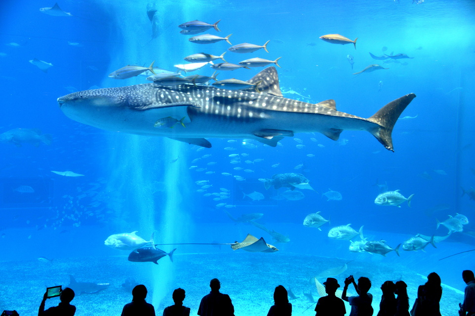 沖縄美ら海水族館