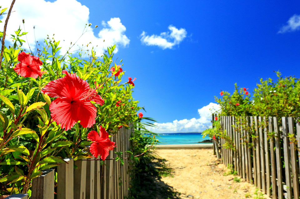 ハイボスカス（イメージ）